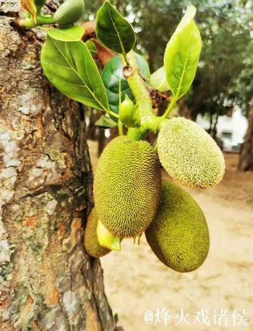 探索菠萝蜜菠萝蜜视频的精彩世界